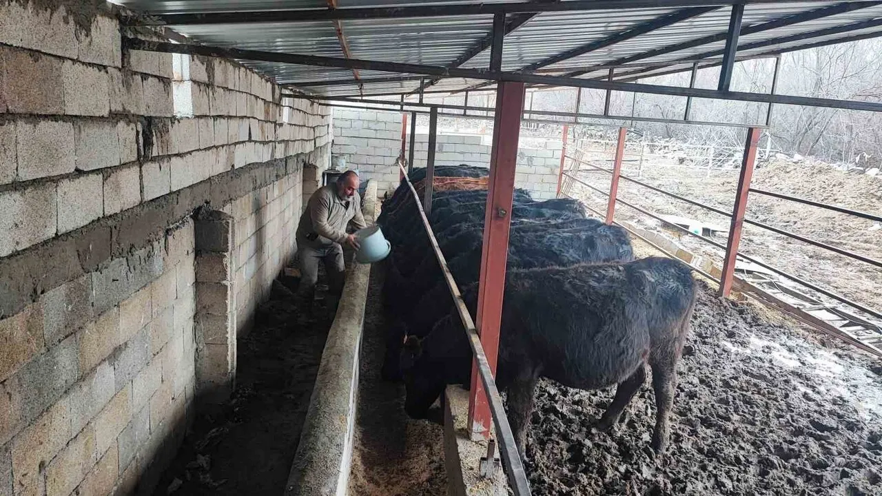 Atama Bekleyen Genç Sağlıkçı, 15 Gebe Düve Desteğiyle Hayvancılığa Başladı