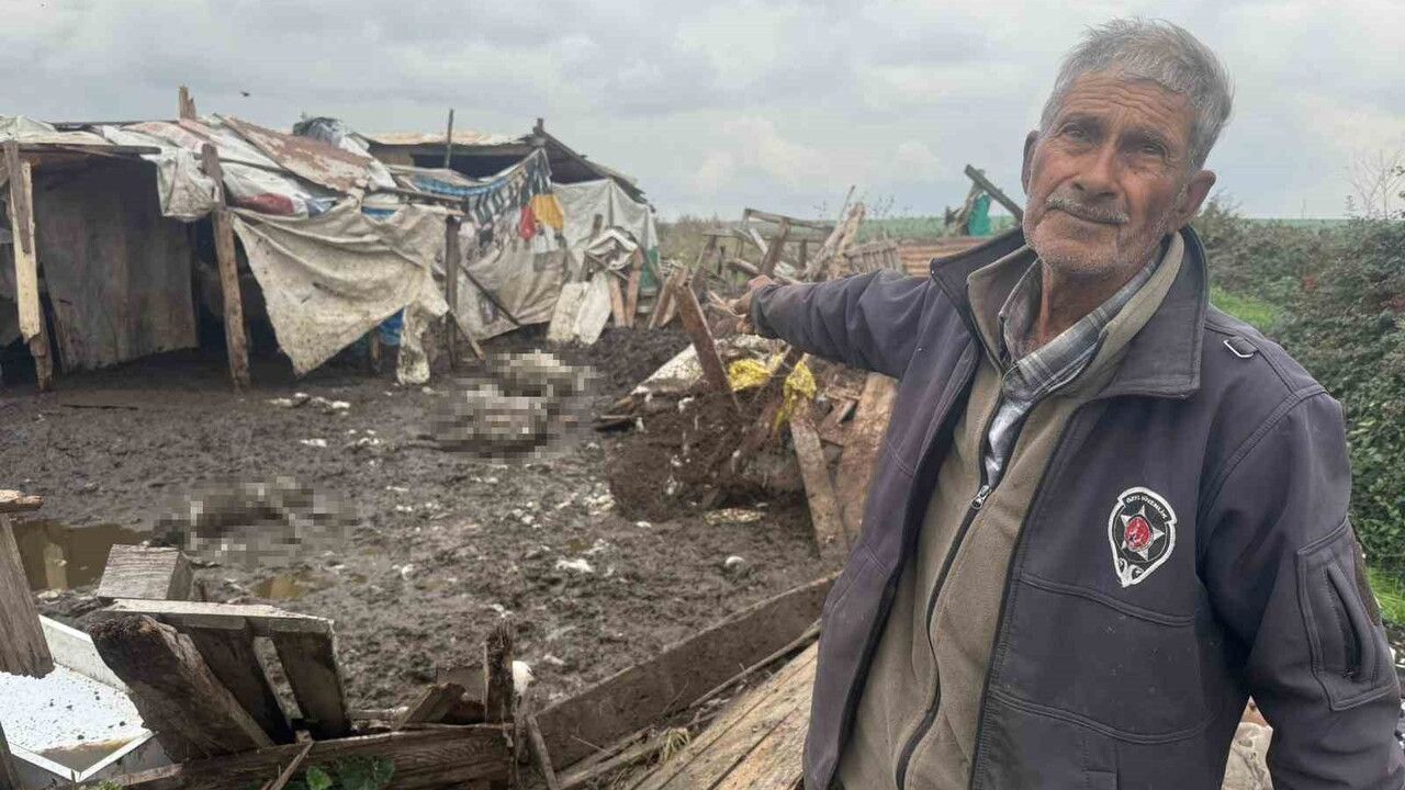 Avcılar'da başıboş köpeklerin saldırısı: 10 koyun telef oldu