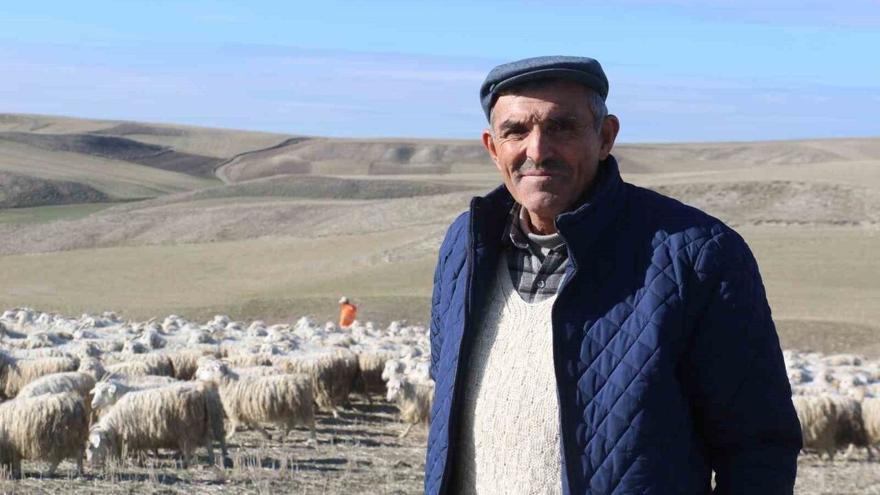 Ayaş’ta 3 bin baş tiftik keçisi yetiştiriliyor: Ankara tiftiğini yeniden marka yapma hedefi
