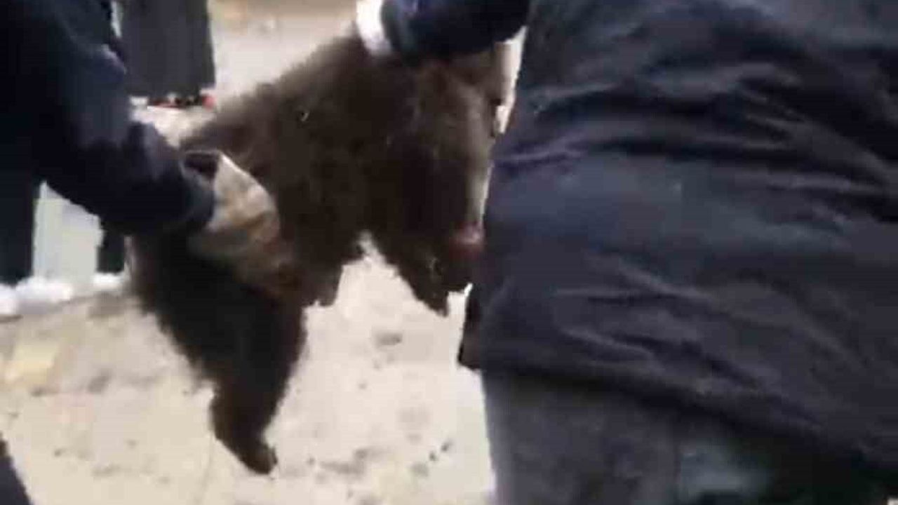 Ayder Yaylası'nda Mahsur Kalan Yavru Ayı Kaçkar İtfaiyesi Tarafından Kurtarıldı