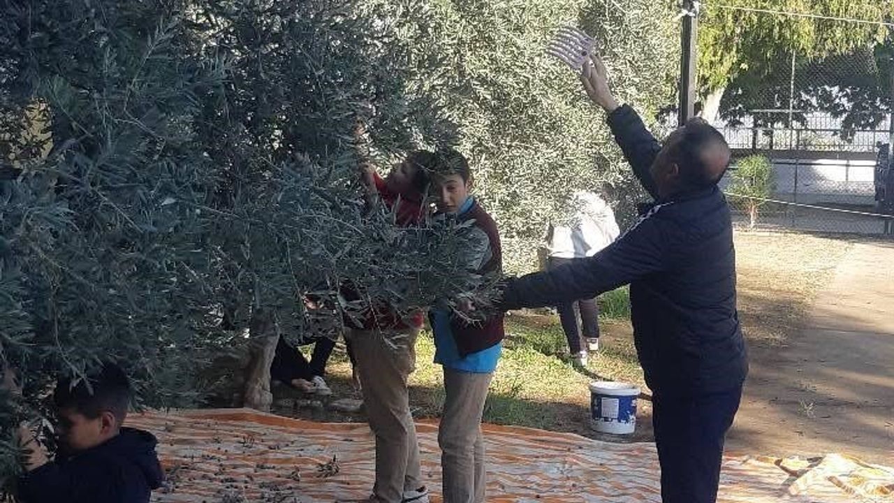 Aydın Bozdoğan'da Alamut Okulu Öğrencileri 'Zeytin Dalı Altında' Projesi Kapsamında Hasat Yaptı