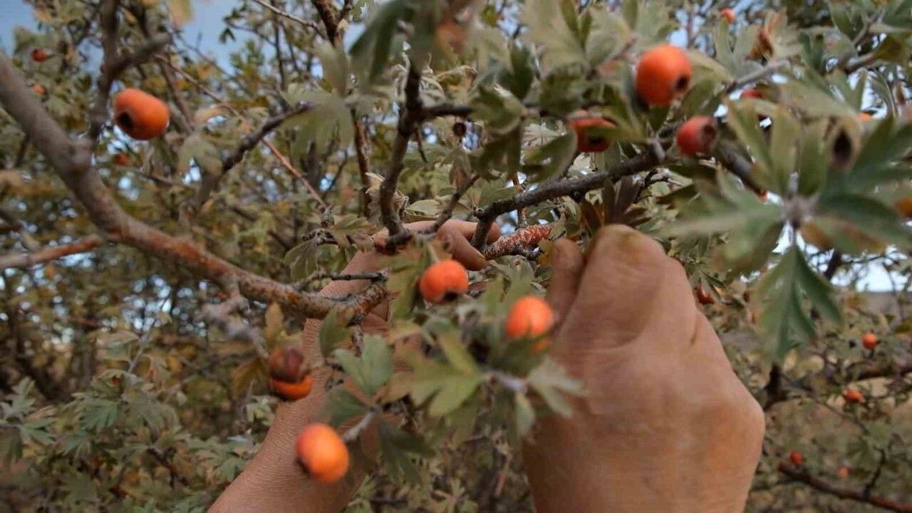 Aydın Bozdoğan'da alıca ilgi: 75 yaşındaki Nazmi Güner'in doğal yaşam tercihi