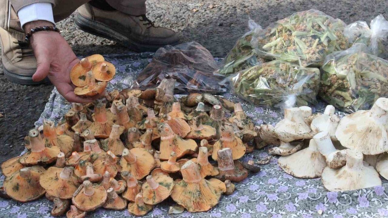 Aydın Bozdoğan'da Doğal Mantar Satışı: Lezzet ve Zehirlenme Riski