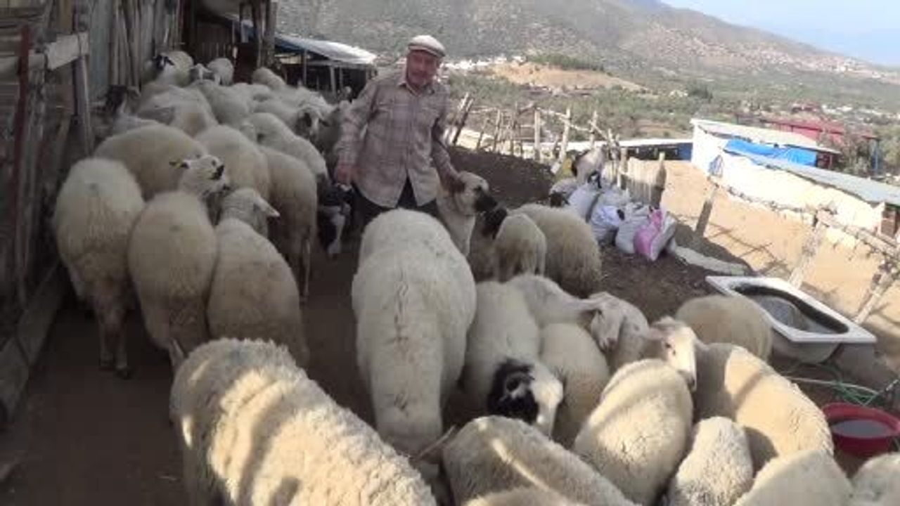 Aydın Bozdoğan'da şap karantinası meraları boşalttı: Çobanlar hayvanları ahırda tutmak zorunda
