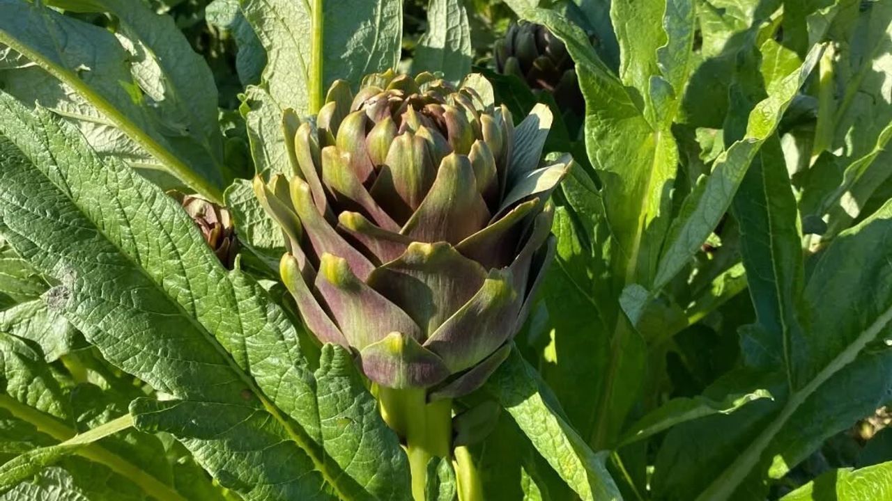 Aydın'da coğrafi işaretli Aydın Enginarı'nın yılın ilk hasadı gerçekleştirildi