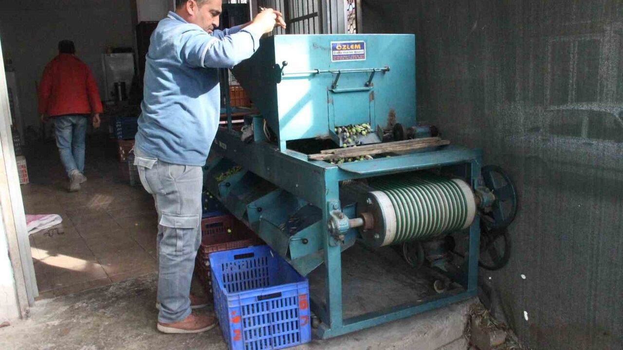 Aydın'da zeytin hasadı: ürünler boyuna göre ayrılıyor, fiyat kaliteyle şekilleniyor