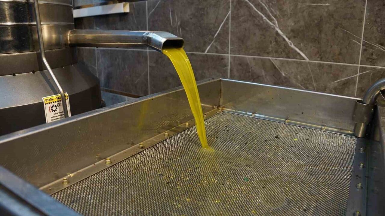 Aydın'da zeytinyağı alım fiyatları yükseldi — Tariş açıkladı