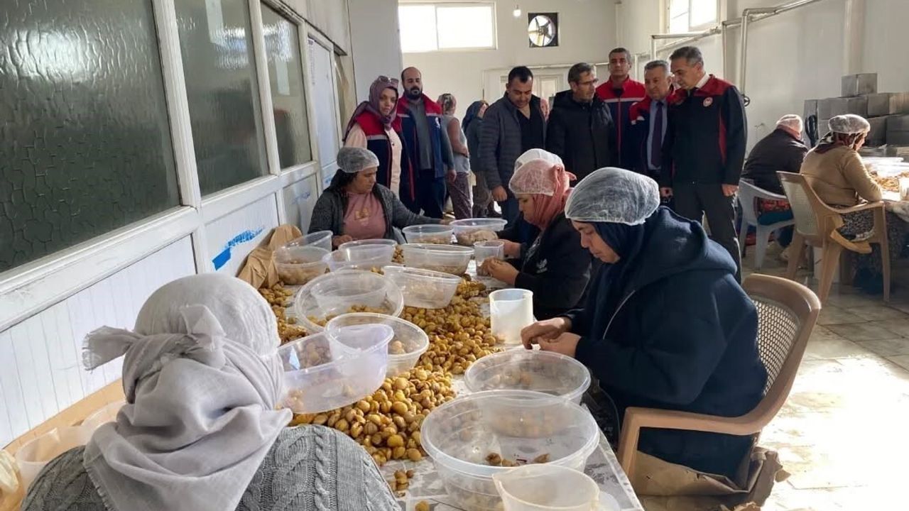 Aydın Kestanesi ihracata hazırlanıyor: Hasat sonrası işleme ve kalite denetimleri yoğunlaştı