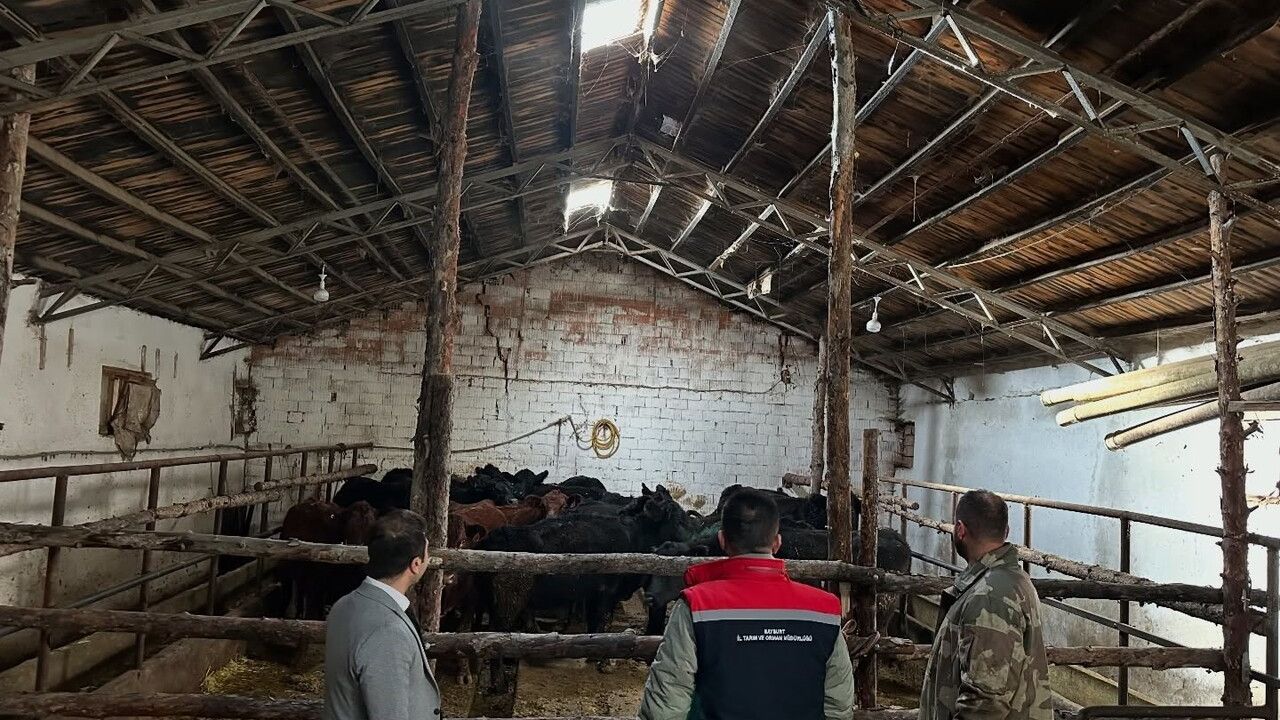 Aydıntepe'de 'Kırsalda Bereket' Projesinde İlk Hayvan Teslimi Gerçekleştirildi