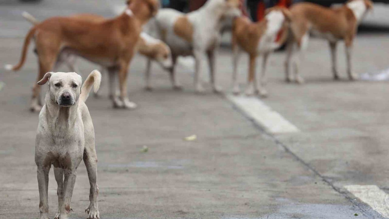Bağdat’ta 1 Ocak–30 Kasım 2025 arasında 19 binden fazla başıboş köpek itlaf edildi