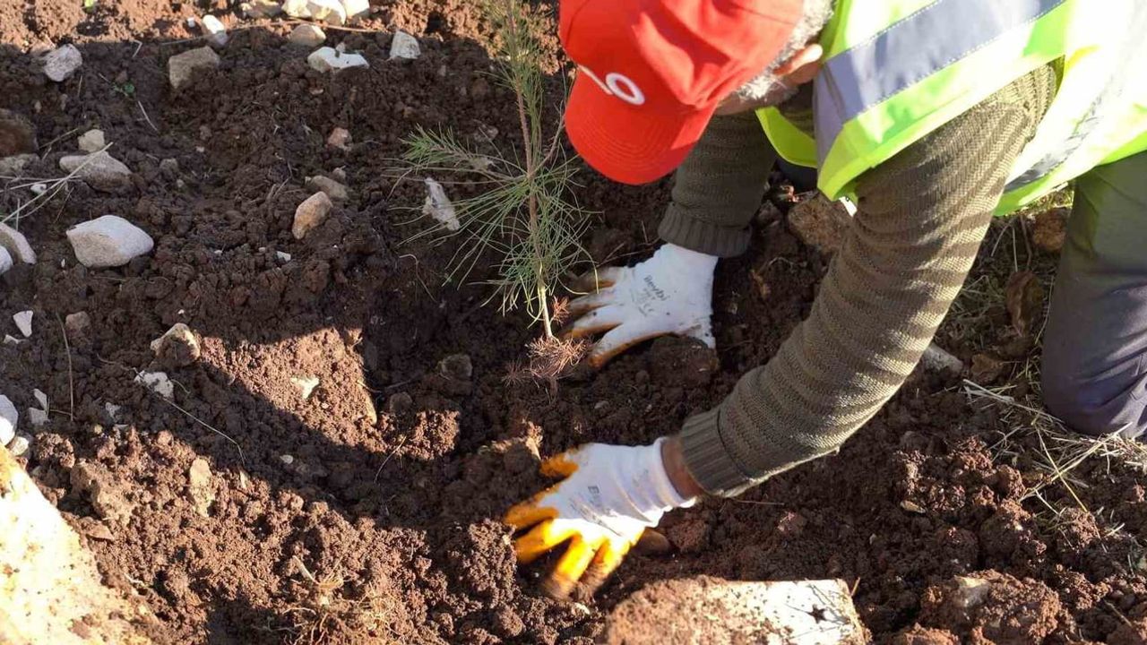 Bakan Bayraktar: Şırnak Gabar’da 100 bin fidan hedefiyle enerji ve çevre odaklı ağaçlandırma başlatıldı
