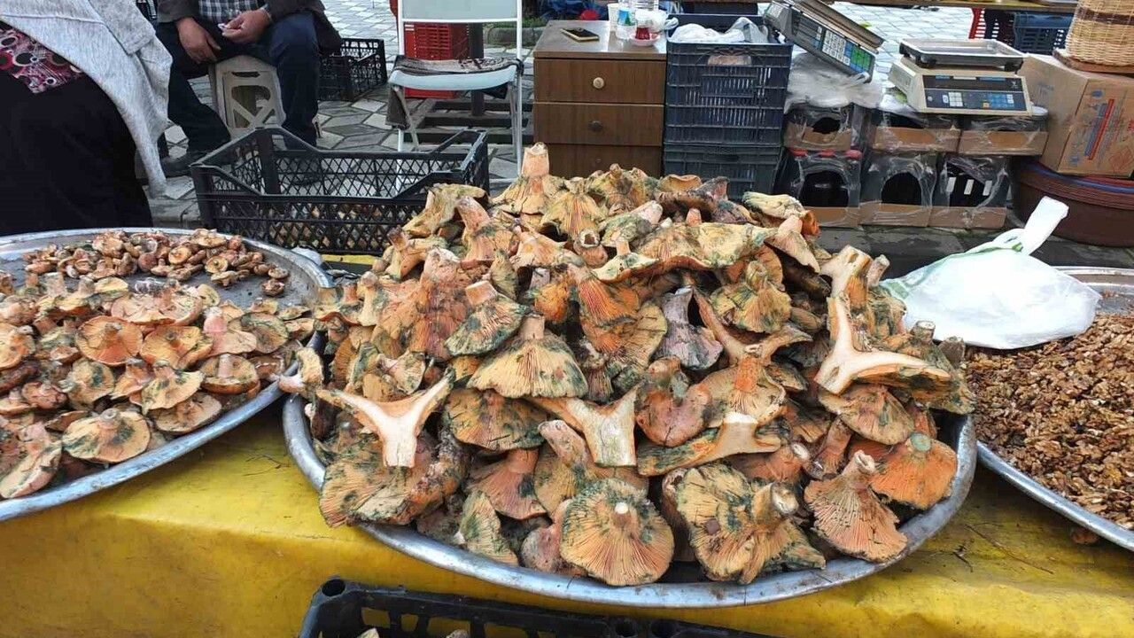 Balıkesir Burhaniye'de Madra Dağı'nda melki mantarı bereketi, fiyatlar geriledi