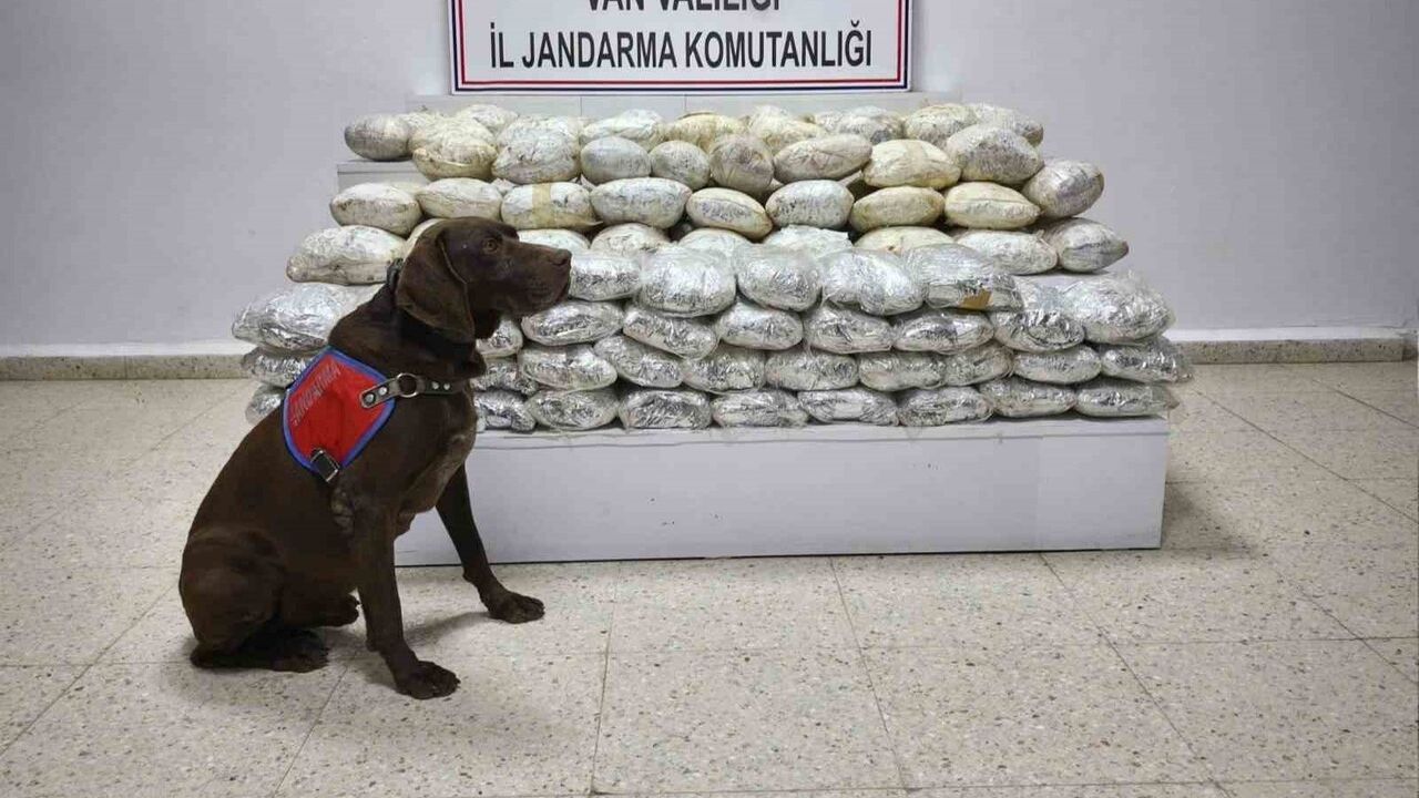 Başkale'de jandarma 60 kilogram skunk maddesi ele geçirdi