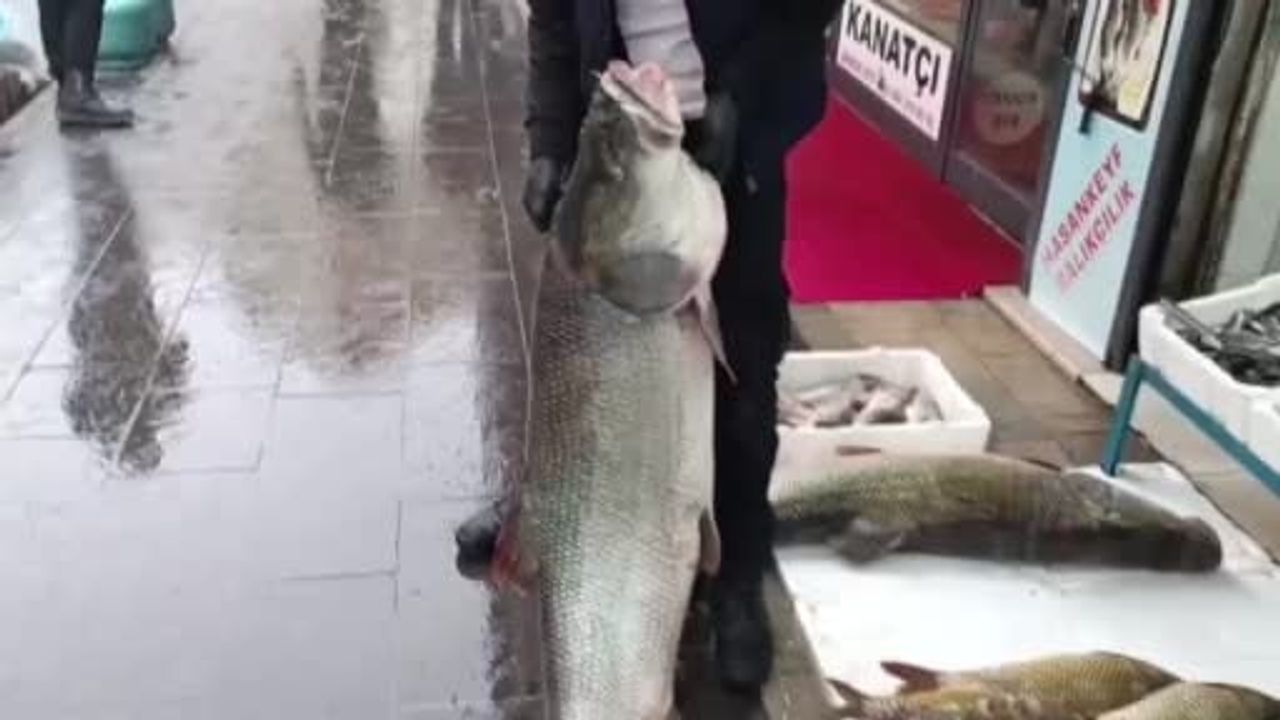 Batman'da 67 kilogramlık turna balığı sergilendi