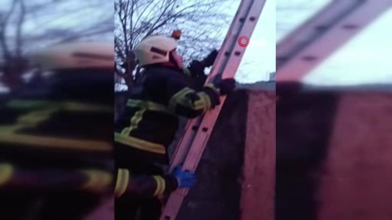 Batman'da direkte mahsur kalan kedi itfaiye tarafından kurtarıldı