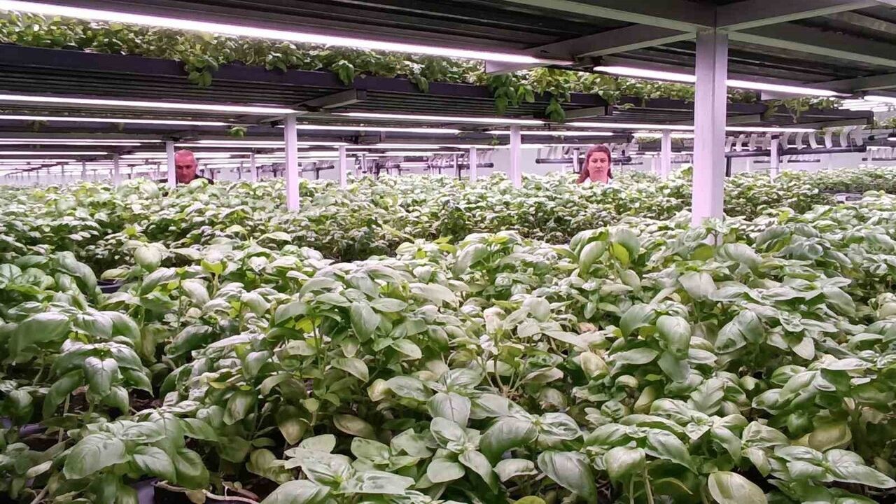 Batman OSB'de 30 milyon TL'lik eksi birinci kat hidroponik dikey tarım serası