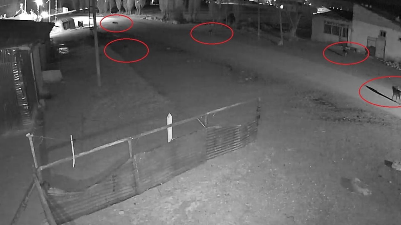 Bayburt Oruçbeyli'de 5 kurdun köpeği tuzağa çektiği anlar güvenlik kamerasına yansıdı