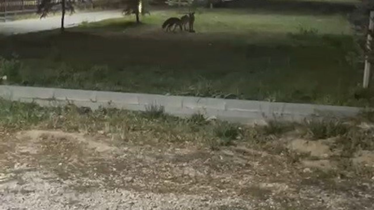 Bayburt’ta iki tilki şehir merkezinde gece oynarken görüntülendi