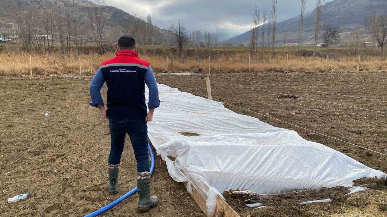 Bayburt'ta Yaylapınar ve Gez Köylerinde Salep Denemesi Yerinde İncelendi