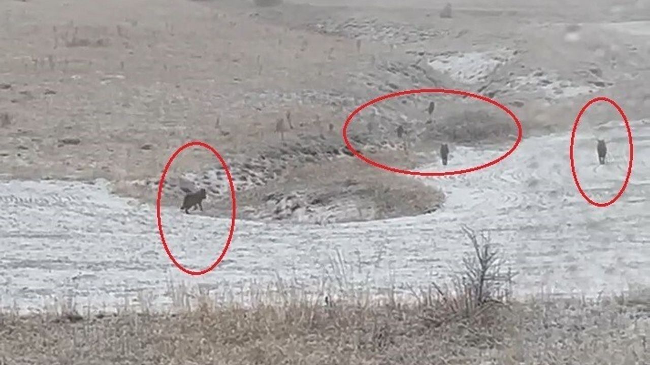 Bayburt’un köylerinde kurt sürüleri görüldü — Adabaşı, Kavacık ve Konursu'da kayıtlar var