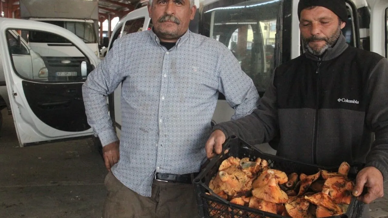 Bayramiç'te Kanlıca Mantarı (Çam Melkisi) Köylülerin Gelir Kaynağı Oldu