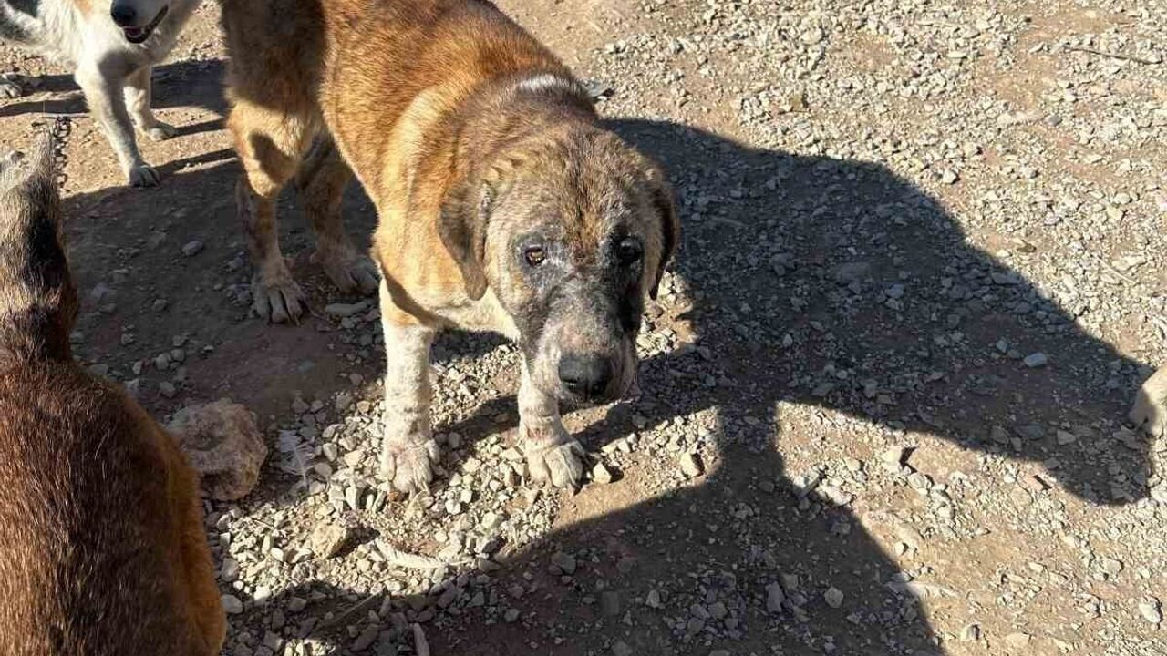 Bekilli'de barınak iddiası: Hayvan ihmali ve bağışların kullanımı hakkında suç duyurusu