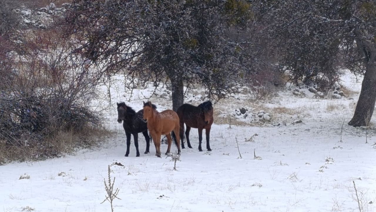 Beypazarı'nda kar altında yılkı atları kartpostallık görüntüler oluşturdu