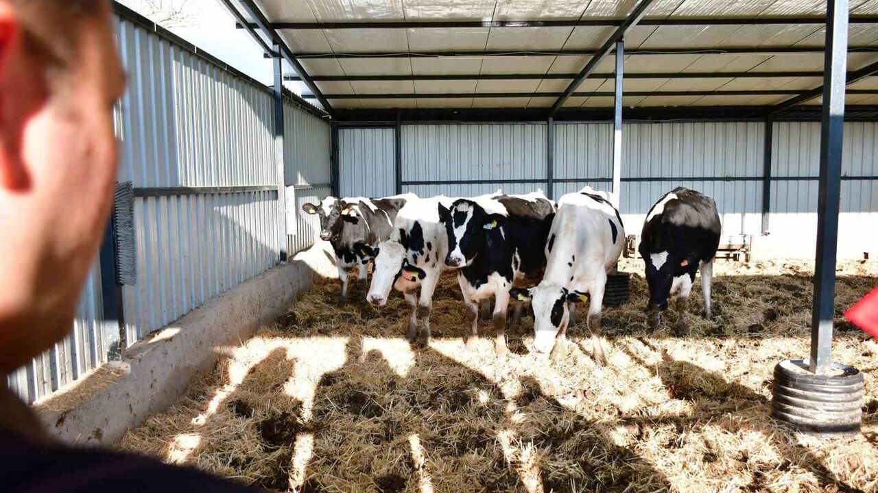 Biga'da sağlıklı hayvansal üretim belgeyle tescillendi: Ari İşletme Belgesi üreticiye verildi