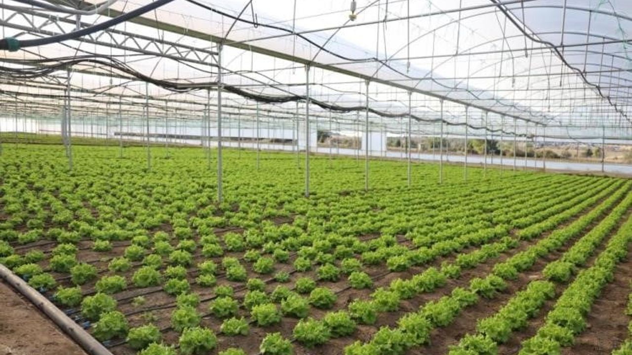 Bilecik İnhisar'da yüzde 50 hibeli 14 dekarlık modern sera üretime katkı sağlıyor