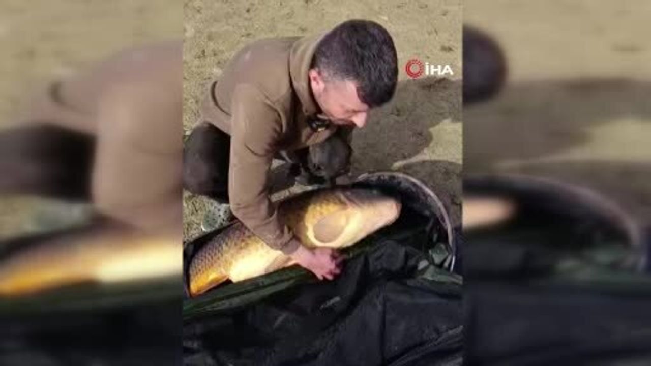 Bilecik Pelitozu Göleti'nde 21,5 kg'lık sazan 'Yakala ve Bırak' ile suya geri döndü