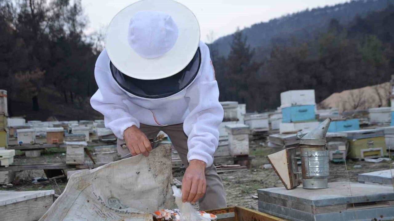 Bilecik’te 15 yılda ana arı üretimi büyüdü: 200 koloni ile Türkiye’ye gönderim