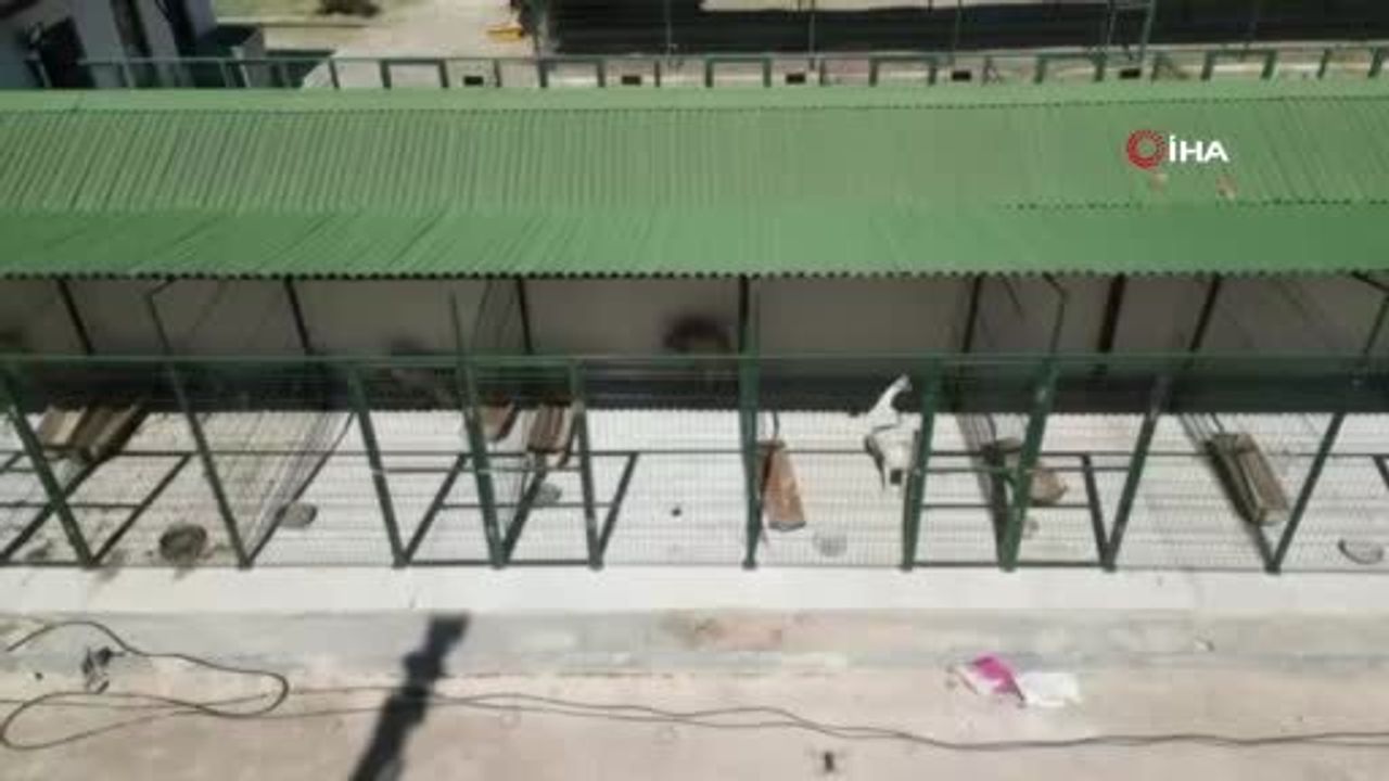 Bilecik’te Araç Çarpması Sonrası Parçalı Kırık Oluşturan Köpek 2 Saatlik Ameliyatla İyileşti