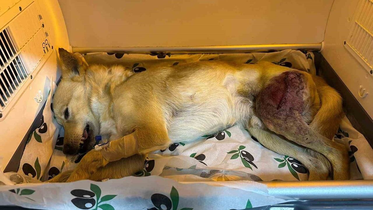 Bilecik'te ayağında parçalı kırık oluşan köpek 'Şans' 2 saatlik ameliyatla iyileşti