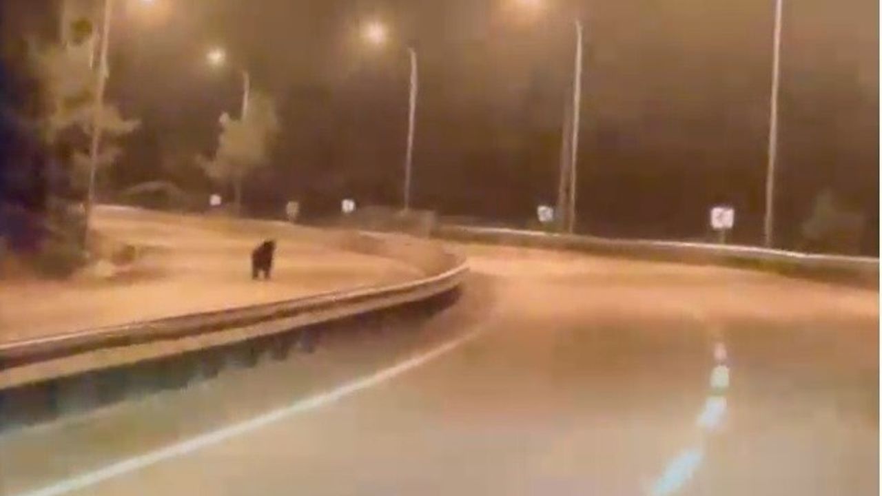 Bilecik'te Kent Ormanı'ndan Ana Yola İnen Ayı Araç Kamerasına Yansıdı