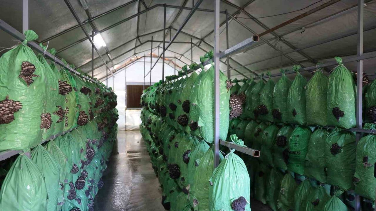 Bilecik'te yüzde 100 hibeli istiridye mantar serası faaliyete geçti