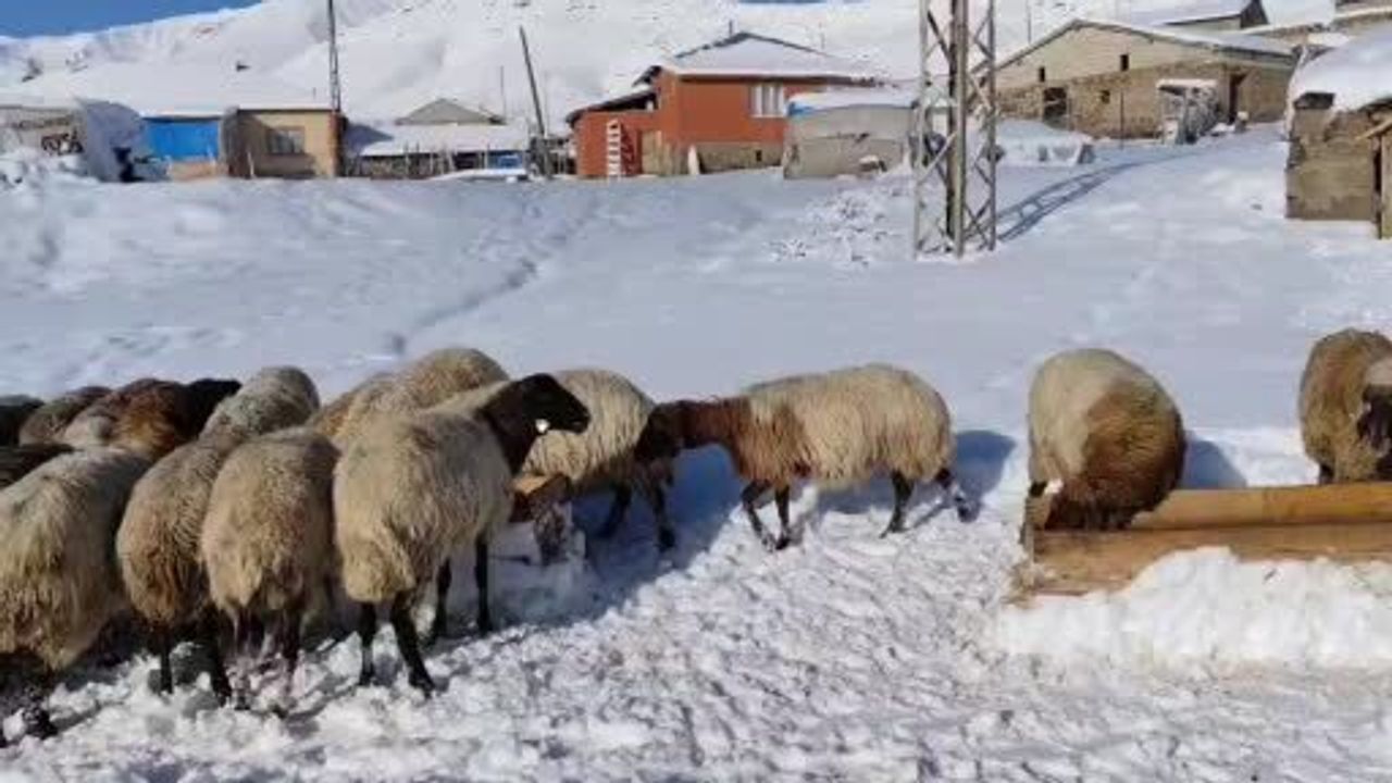 Bitlis Adilcevaz Kışkılı'da yoğun kar, besicileri zor durumda bıraktı
