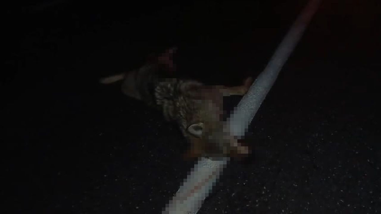 Bitlis’te Adilcevaz-Erciş Karayolu'nda araçların çarptığı kurt telef oldu