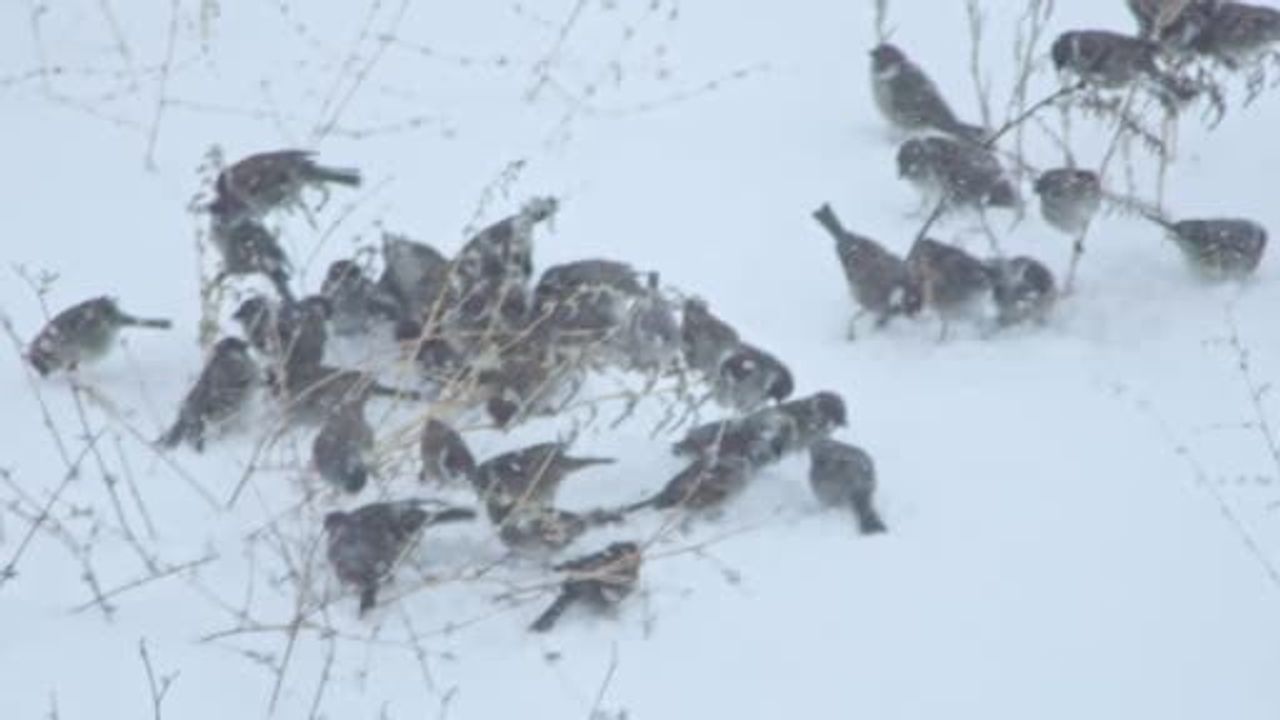 Bitlis'te yoğun kar kuşları etkiledi: Serçe ve toygarlar yiyecek arayışında