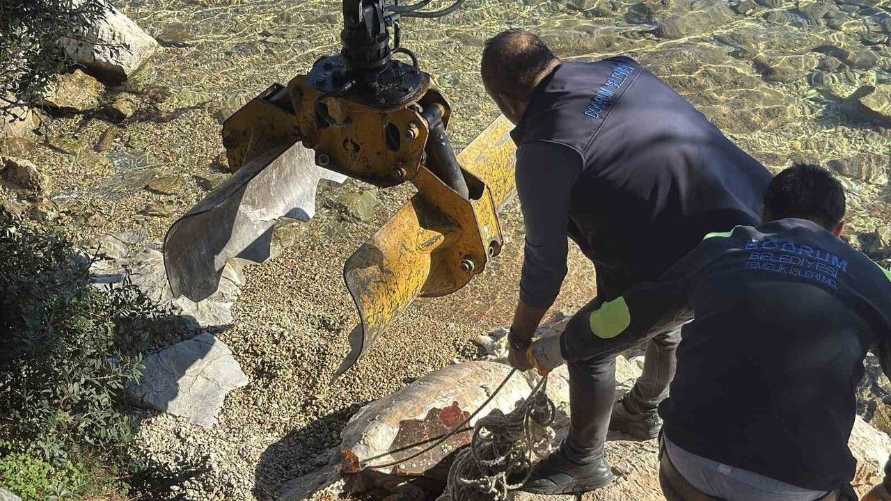 Bodrum Torba'da kıyıya vuran caretta caretta vinçle sahilden kaldırıldı