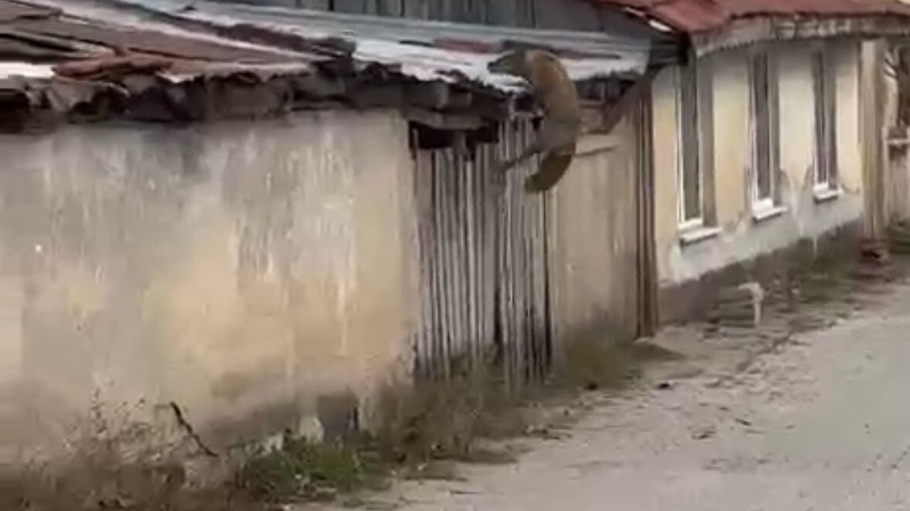Bolu Aşağısoku Mahallesi'nde Köpek Sesleriyle Panikleyen Tilki Kamerada