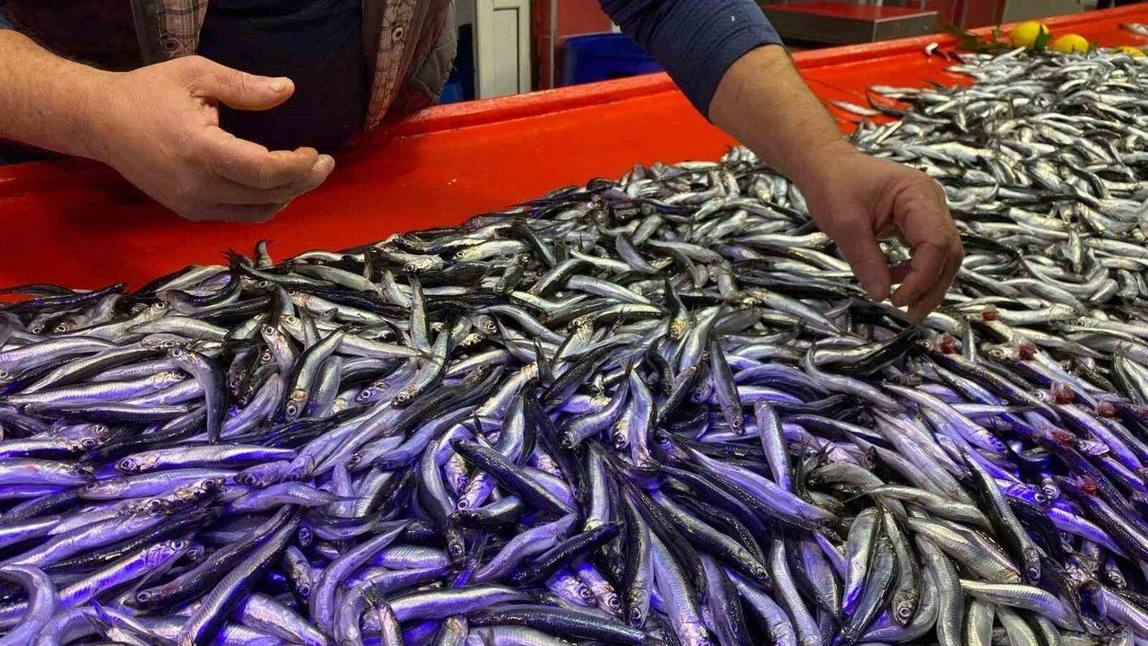 Bolu'da hamsi kilosu 150 liraya düştü