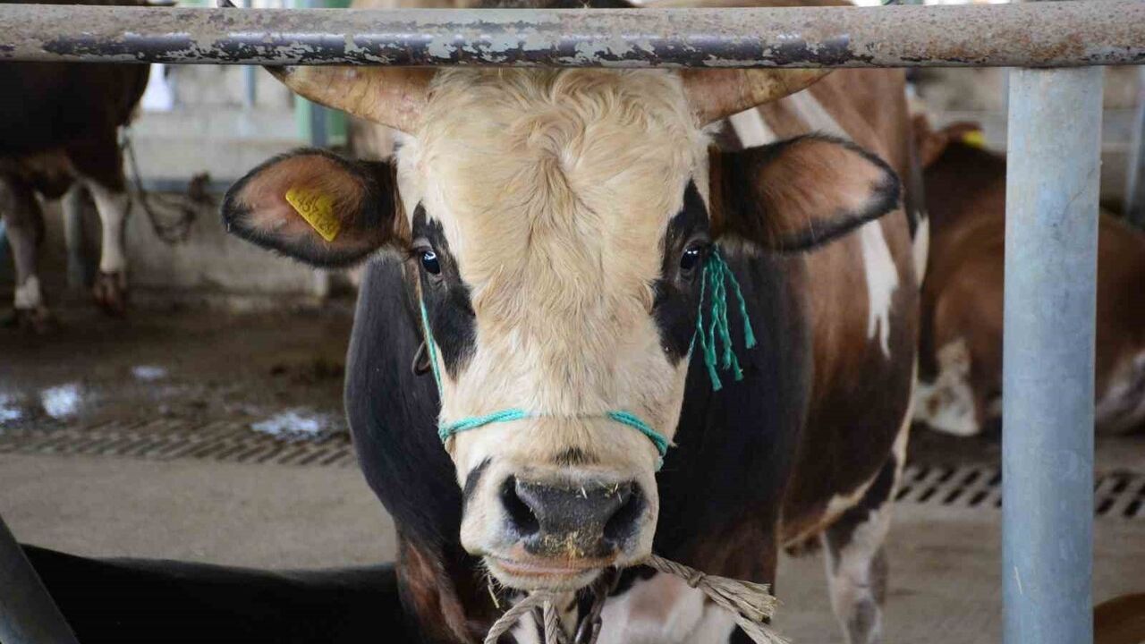 Bolu'da şap kısıtlamaları kaldırıldı; aşılama yüzde 113 başarıyla tamamlandı