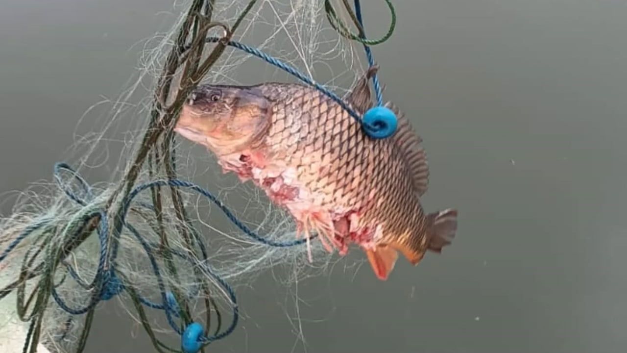 Bolu'da Taşlıyayla Göleti'nde 500 Metrelik Kaçak Misina Ağı Ele Geçirildi
