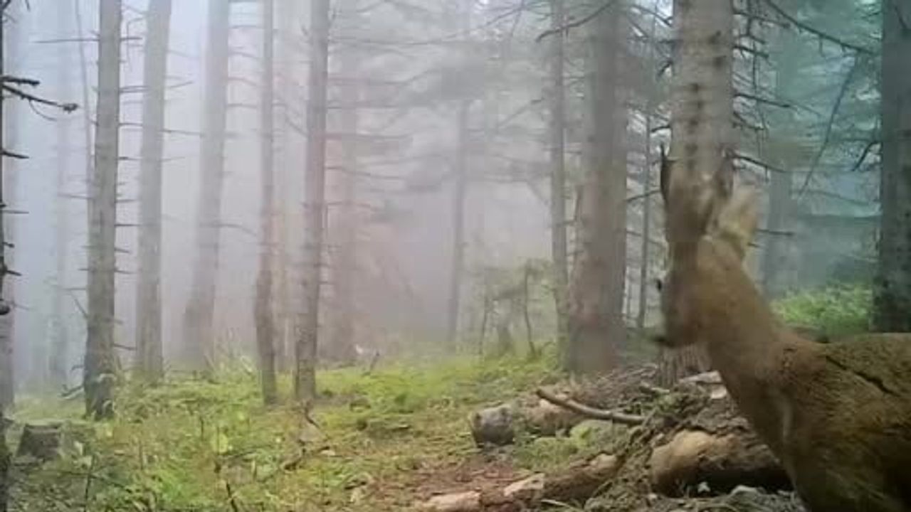Bolu ormanlarında fotokapana yansıyan yaban hayatı: kurt, geyik, ayı ve karaca