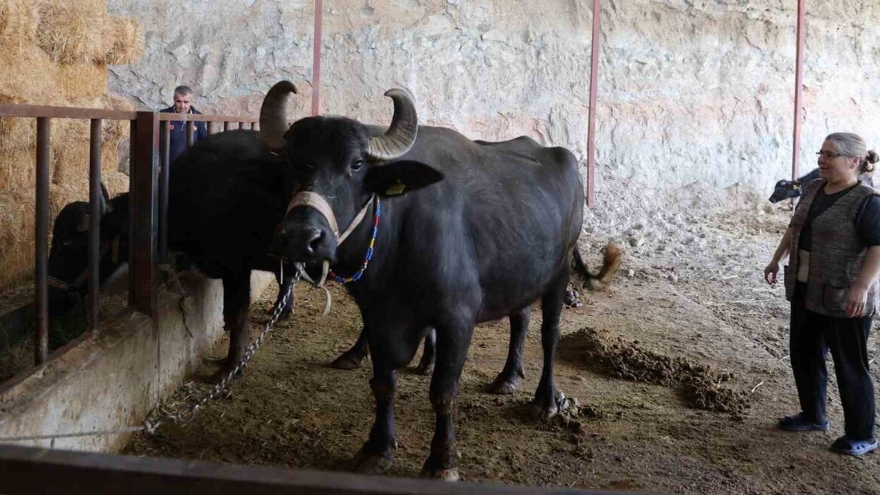 Bozdoğan'da manda kaymağı: Geleneksel üretim, sınırlı arz ve kilo başına 2 bin TL'ye varan fiyat
