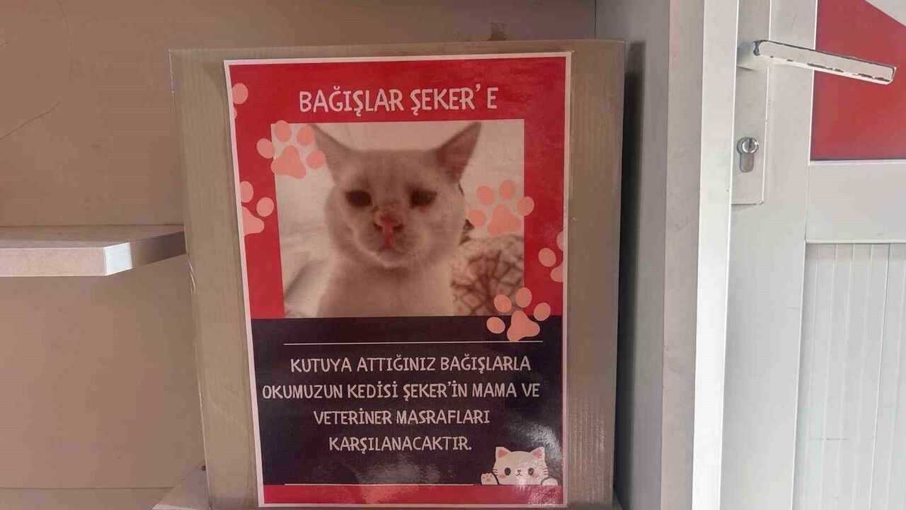 Bozüyük Saffet Şeker İlkokulu sokak kedisi Şeker'i sahiplendi