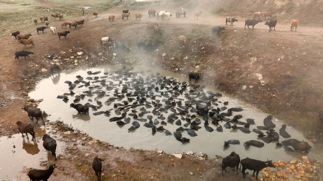 Budaklı'da mandaların kaplıca temizliği dronla görüntülendi