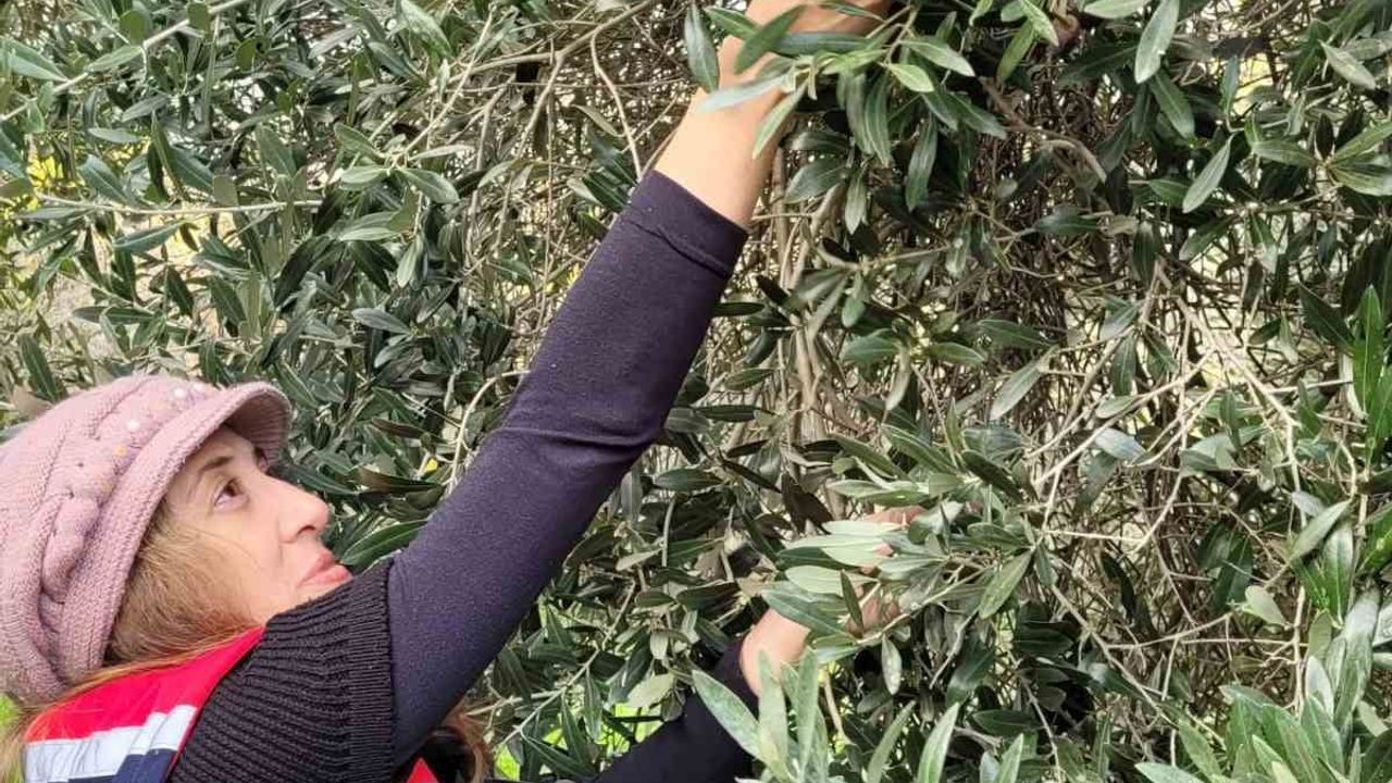 Buharkent’te 2025 Hasat Öncesi Pestisit Programı: Zeytin, Portakal ve Marul Numuneleri Laboratuvara Gönderildi