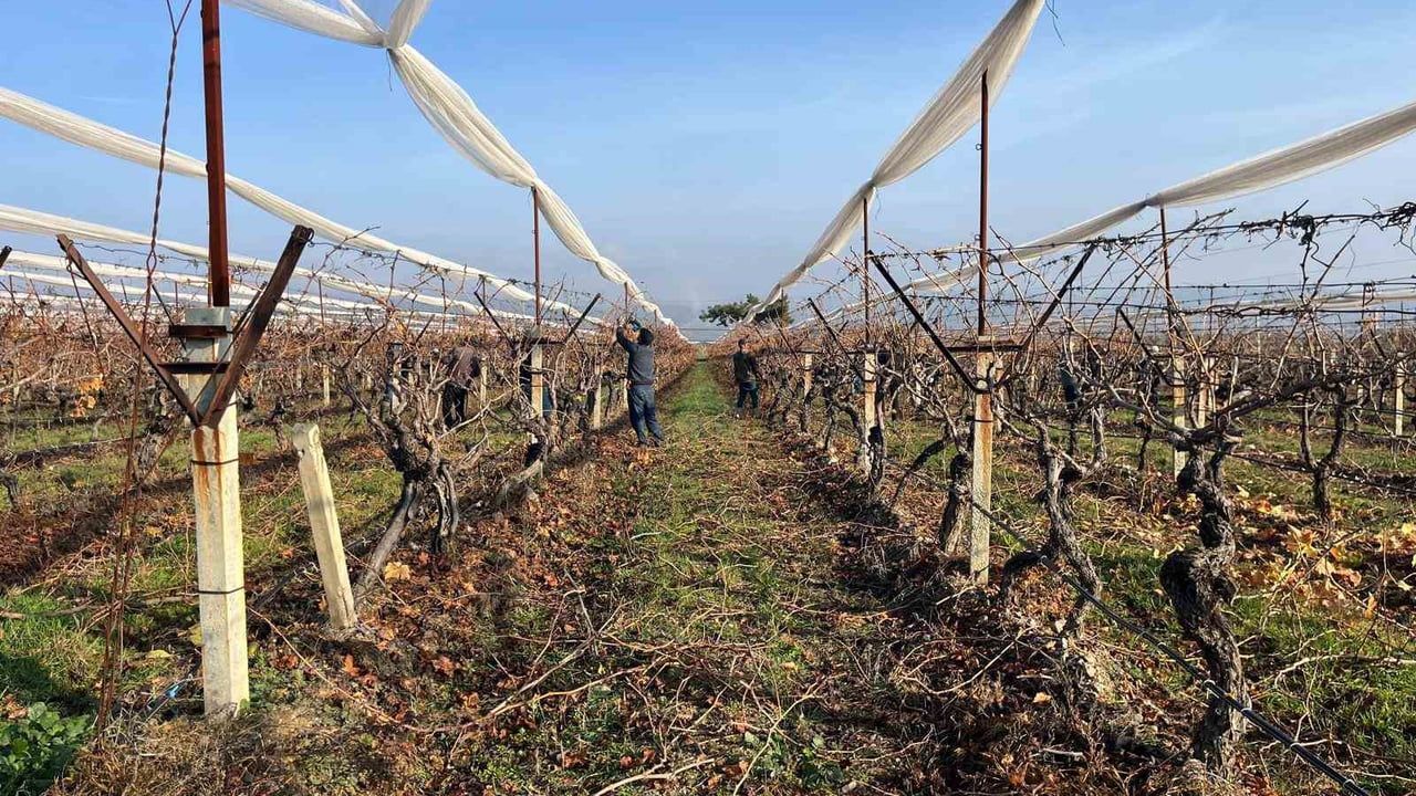 Buldan bağlarında budama ve sezon hazırlıkları başladı