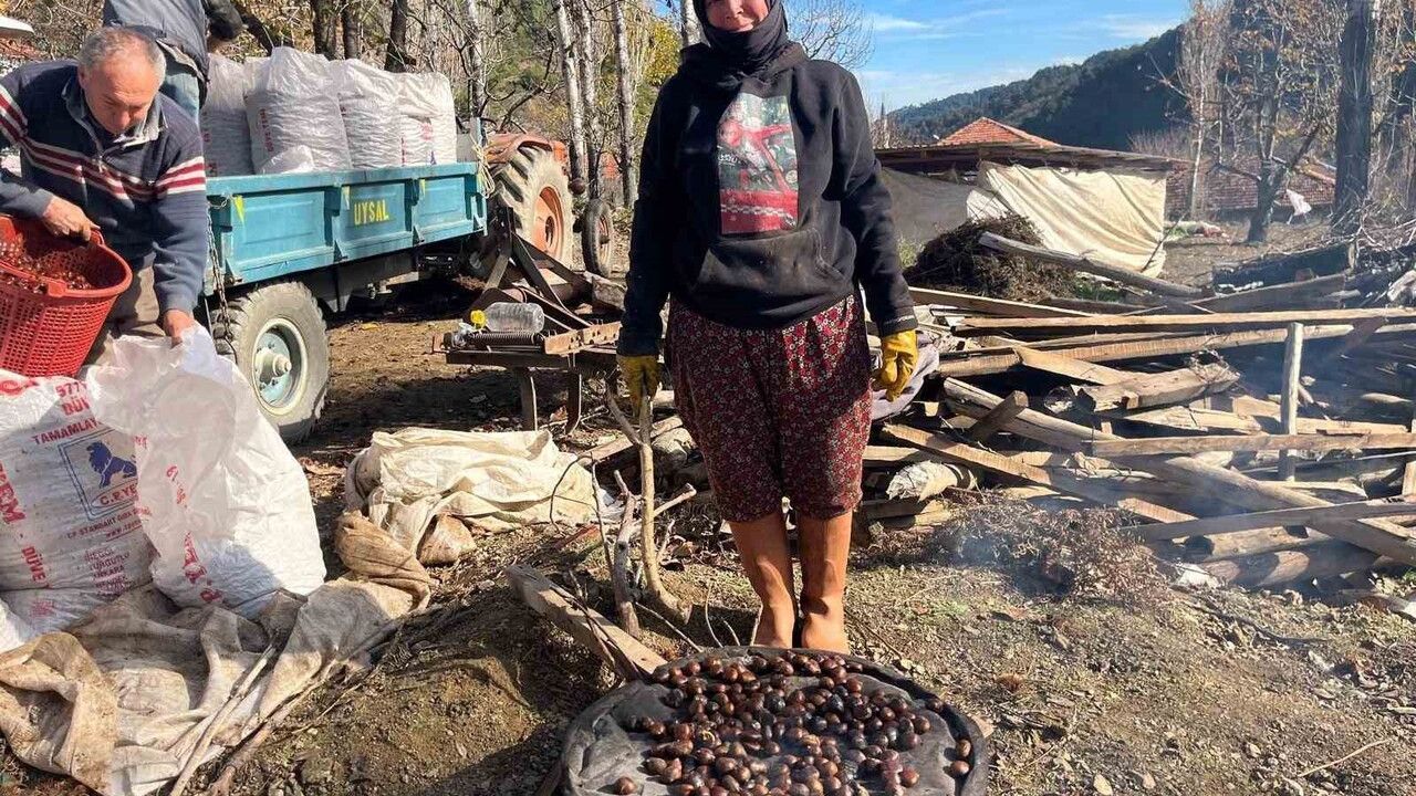 Buldan'da Alandız kestanesi hasadı başladı: Dikenlerinden çıkarılarak alıcıyla buluşuyor